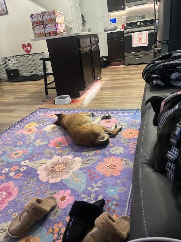 Picture of the Animal Listed